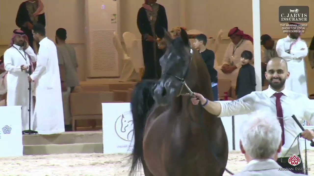 N.229 MIGELAD III - The Arabian Horse Show For Local Breeders 2026 - Stallions 4