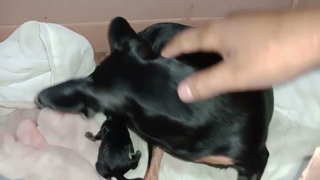 PINSCHER ZERO PARINDO(PINSCHER MEL 🍯)
