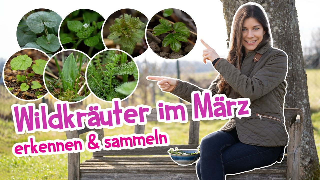 Diese Wildkräuter wachsen jetzt im März überall 🌿 Jetzt erkennen & sicher sammeln!