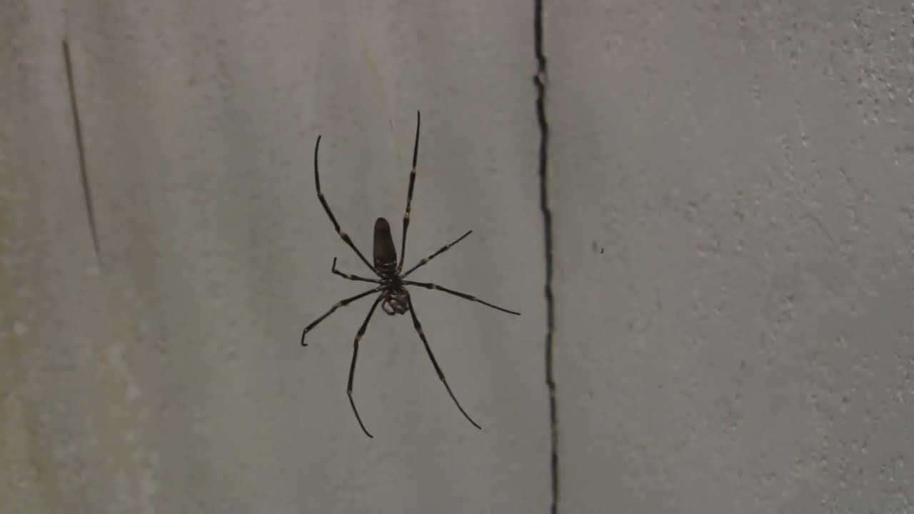 Incy wincy spider 