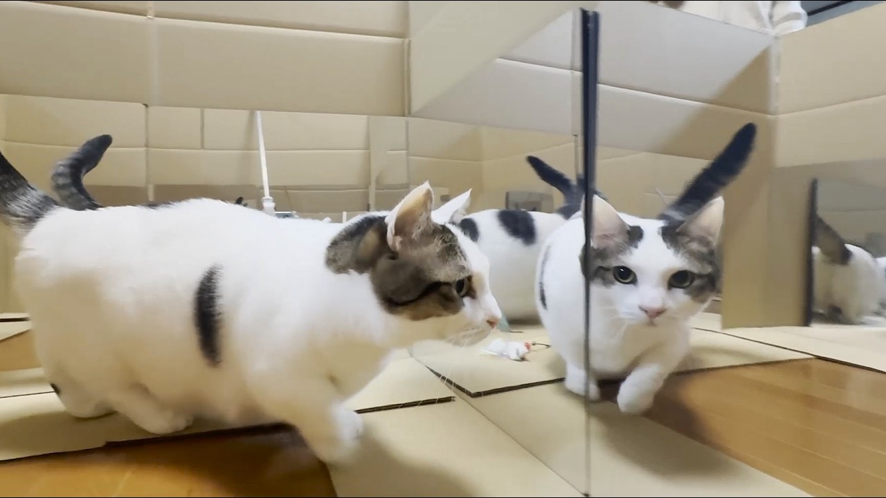 鏡の向こう側が気になる猫