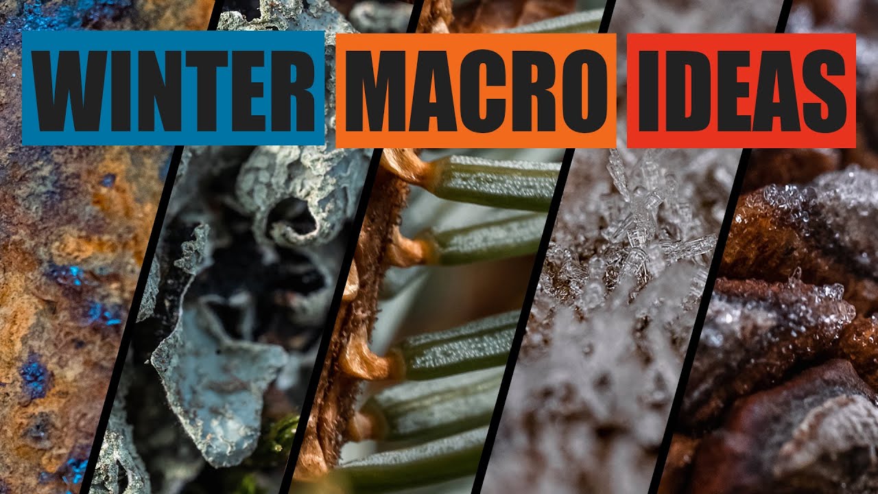 MACRO photography IDEAS in Winter I Sigma 90mm ART