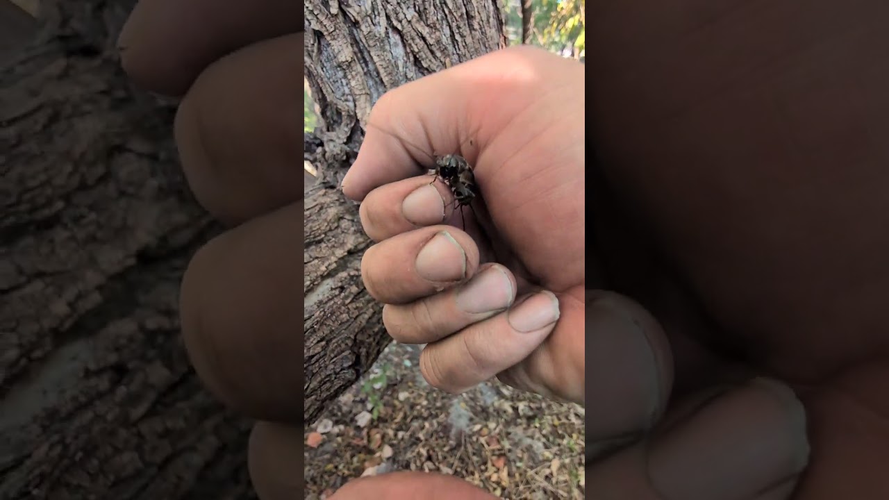 The Cricket!