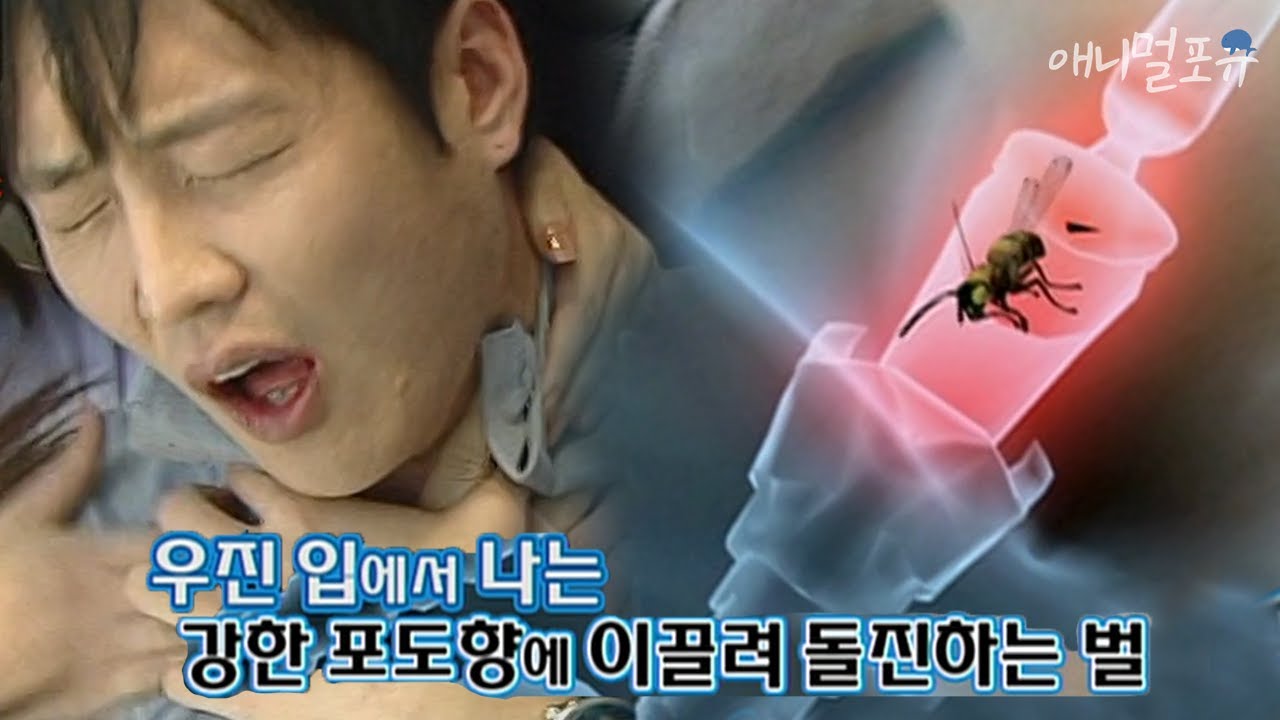 와인을 마신 후, 입 벌리고 자다가 말벌이 입 속으로?!! ;;｜KBS 위기탈출넘버원 101018 방송