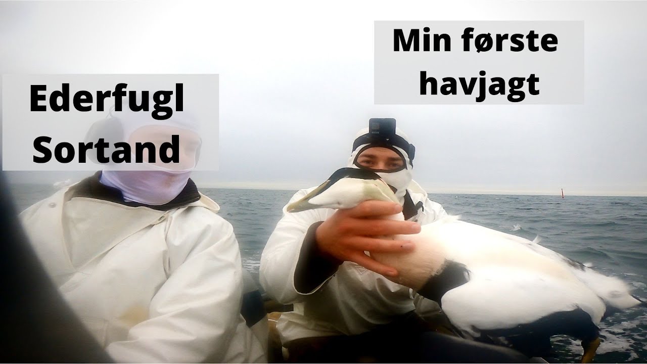 Min første havjagt - My first seahunt