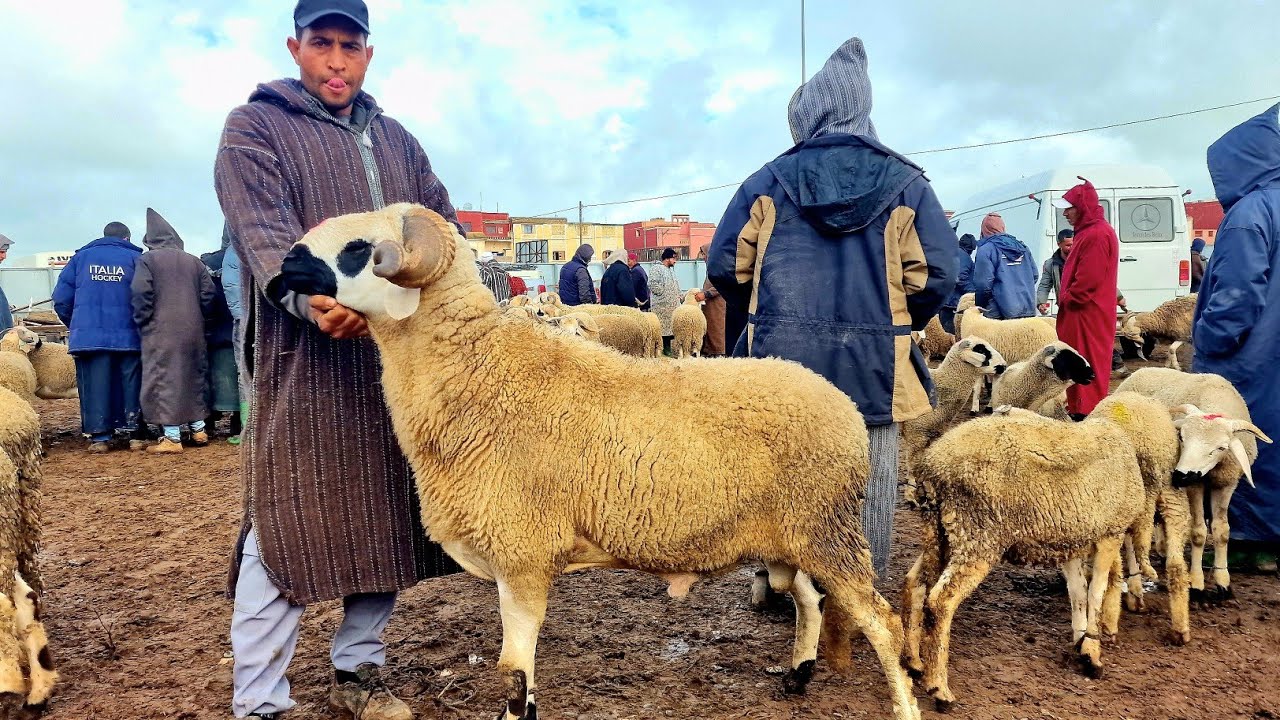 مباشرة من سوق جمعة كيسر مع اتمنة حولى بتاريخ 06/03/2026 🐏🐑🌧🌧🇲🇦