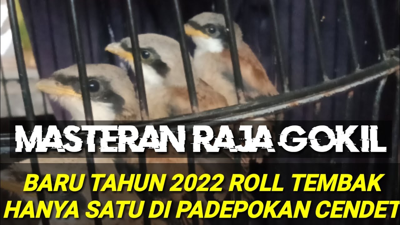 MASTERAN RAJA GOKIL 2022, hanya satu di padepokan cendet