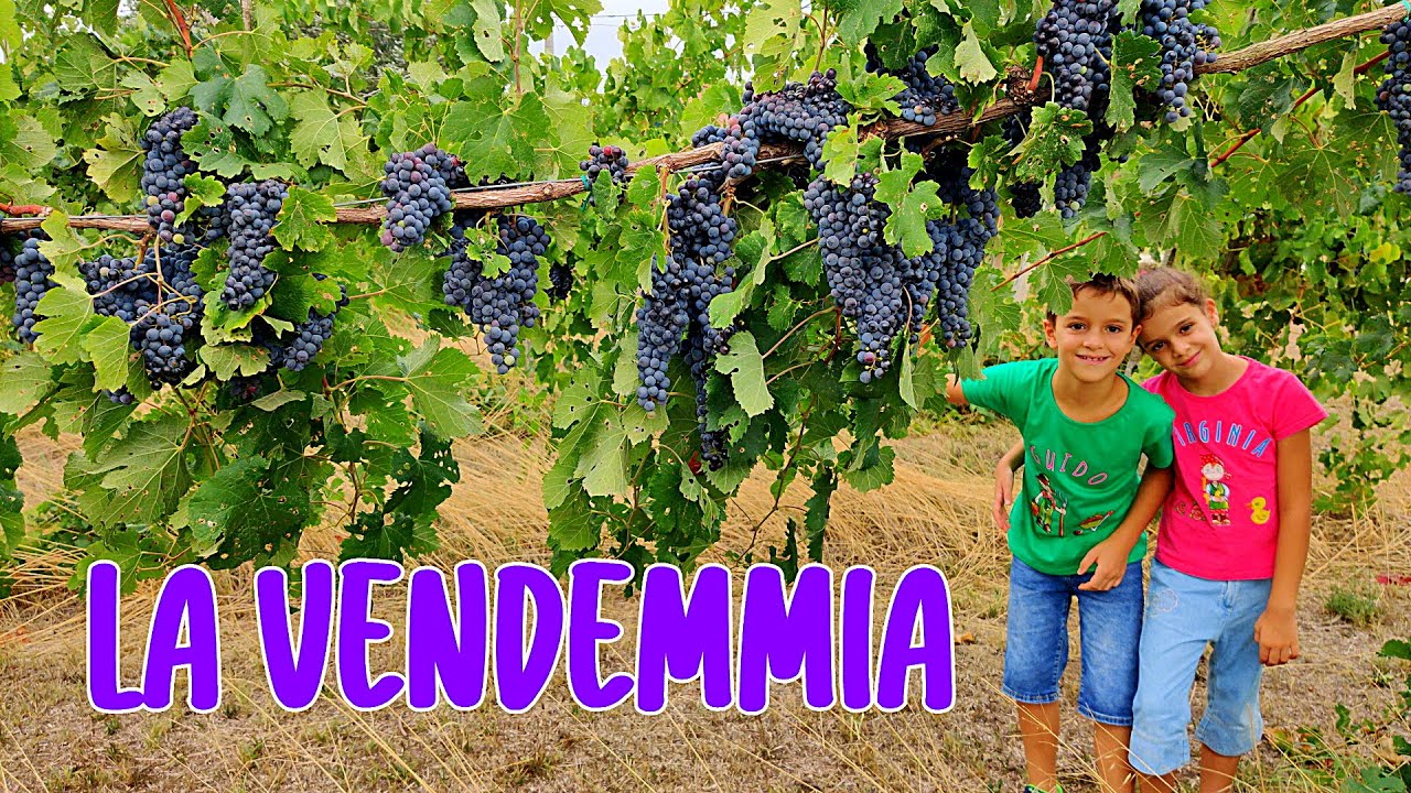 🍇🍷 LA VENDEMMIA: dalla Raccolta dell'uva alla Vinificazione - Az. Corte Beneficio, Coccanile (Fe)