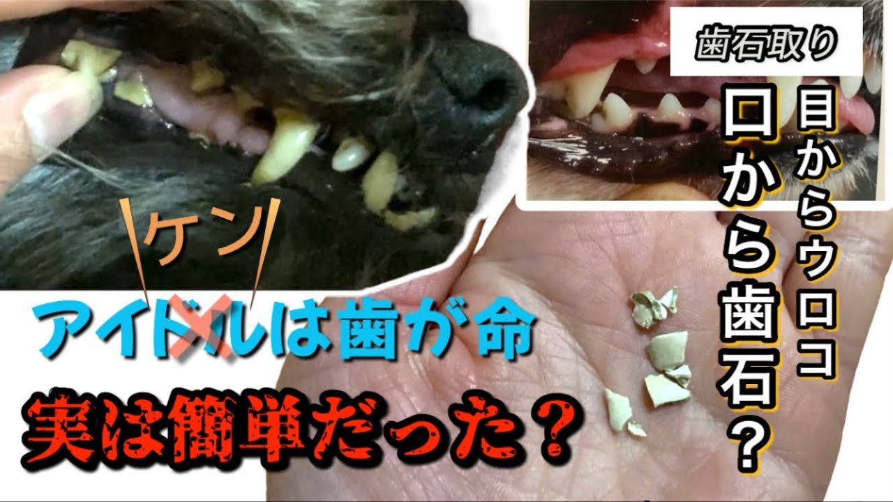 【実は簡単？歯石取り】愛犬の歯石取り計画開始。アイケンは歯が命。歯石がポロリ。目からウロコ。実は簡単だった？