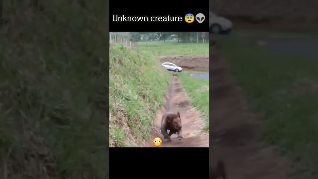unknown creature | mysterious creature caught on camera 😨 #shorts #youtubeshorts #ytshorts #mystery