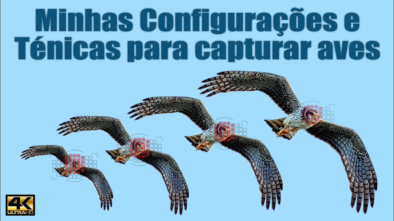 Minhas Configurações e Técnicas para capturar aves