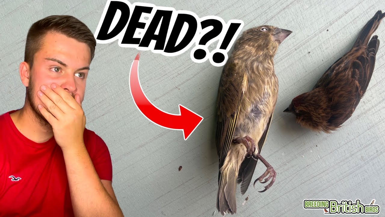 They're DEAD... | Breeding British Birds S2:Ep15