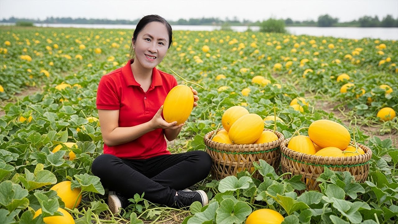 How Emma Harvest Yellow Melon in Farm & Goes to the market Sell - Daily Vlog | Emma Daily Life