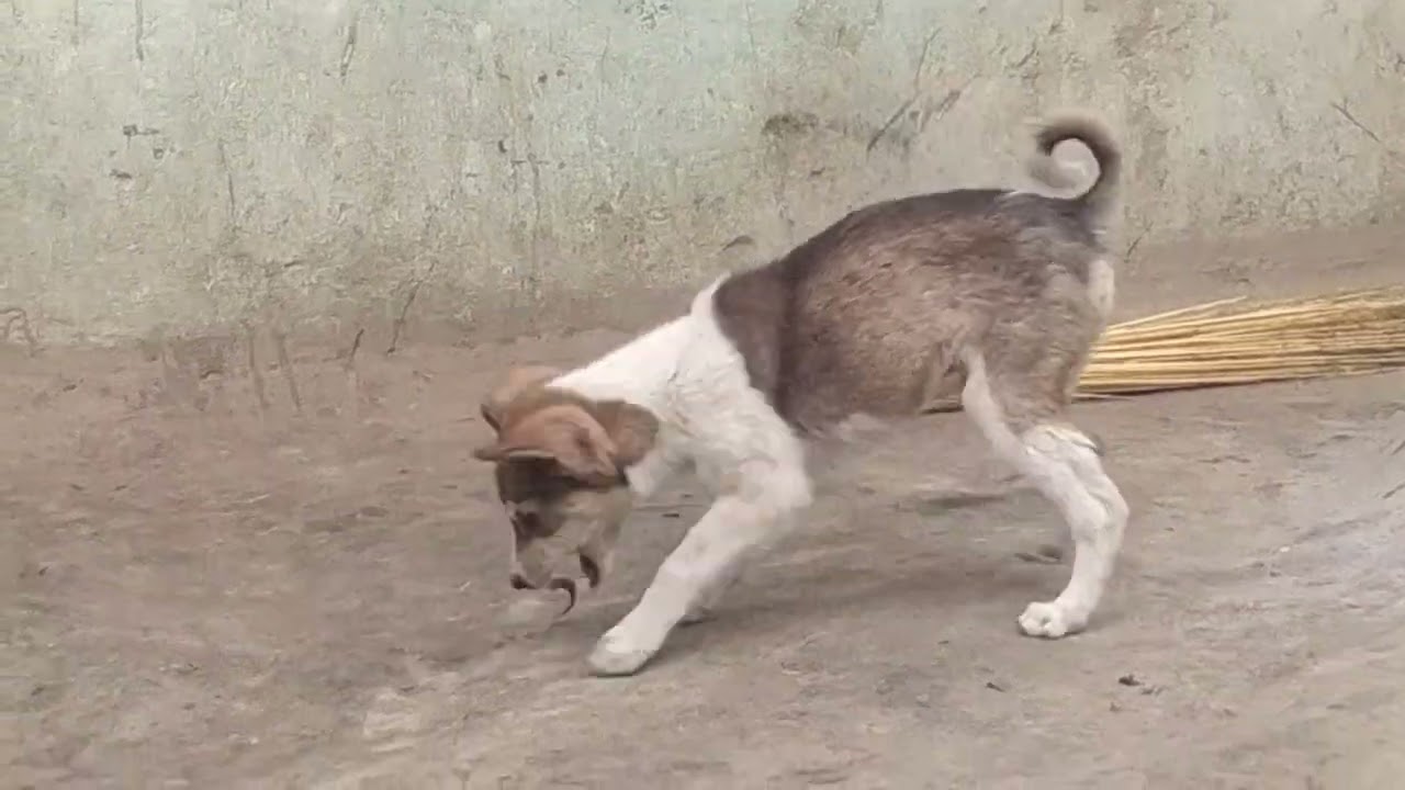 Namaste aap sabhi se bhai mere block channel ko dekhiae aur like subscribe kijiye#