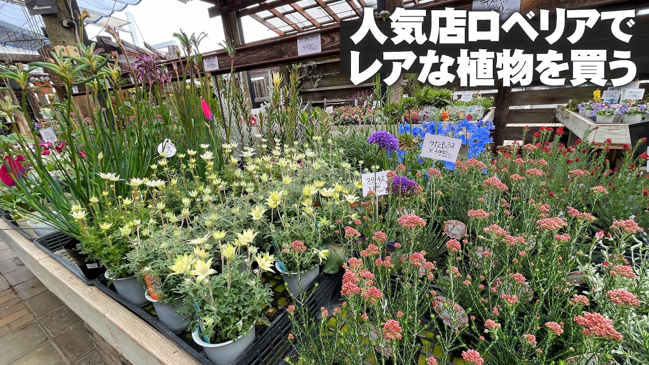 【大阪の人気店ロベリア】春に手に入れたいすぐ売り切れる人気の花苗【園芸】【ガーデニング】