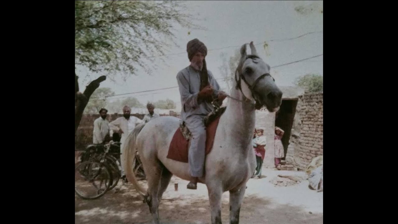 STORY OF MAJHUKE BLOODLINE || MAJHUKE BLUE HORSES