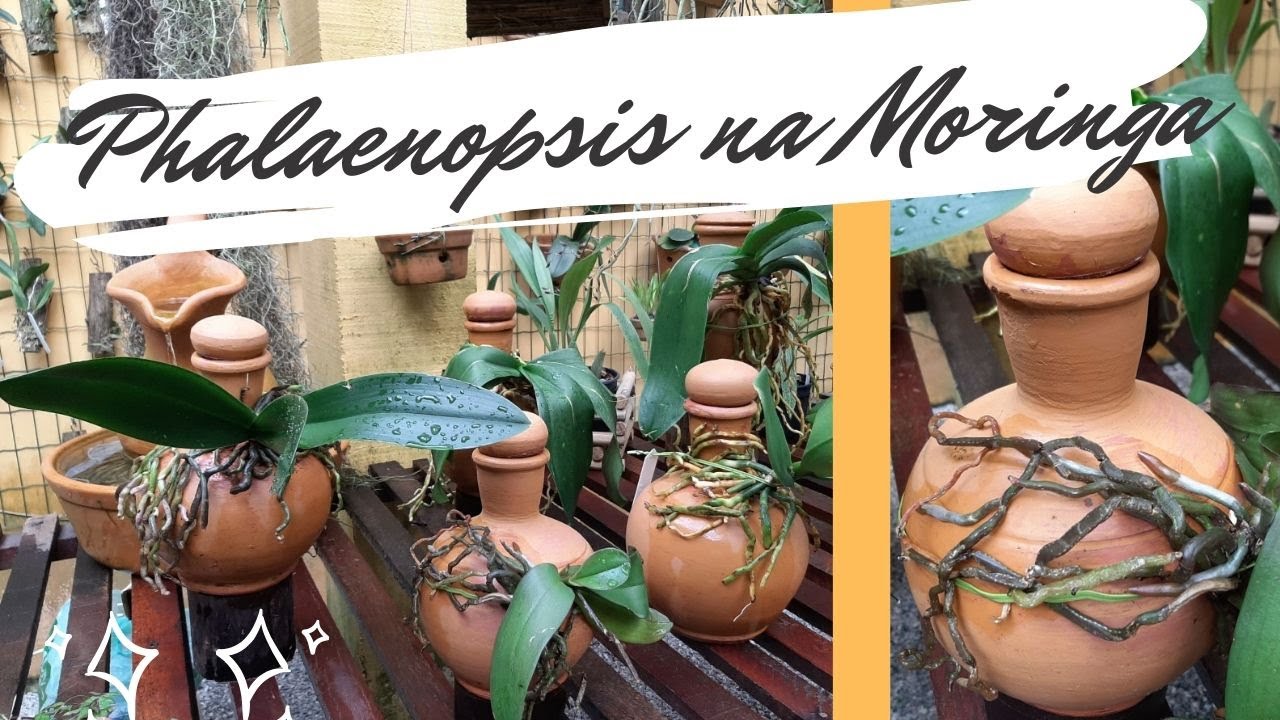 PLANTIO DA ORQUÍDEA PHALAENOPSIS NA MORINGA