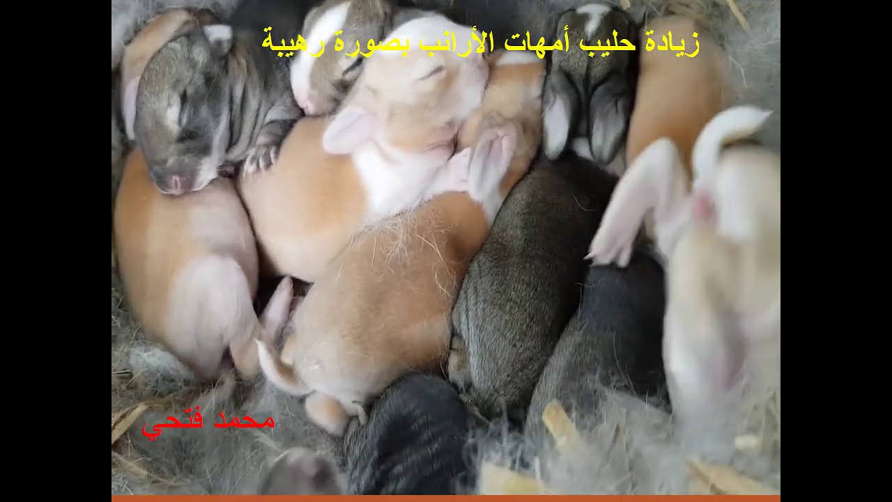 زيادة حليب أمهات الأرانب بصورة رهيبة في التربية الصحيحة بمكونات طبيعية Increased rabbit milk