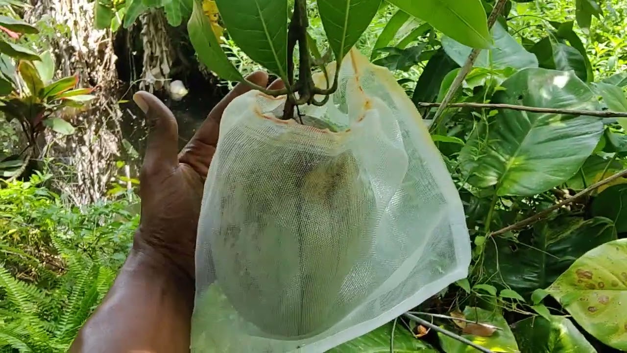 Grafting/Airplaying Mango tree Master, and mango orchard tour !