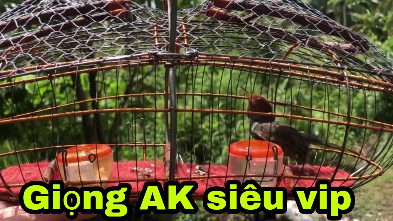 Chim sâu đầu đỏ giọng AK siêu vip cua e Nguyễn Minh