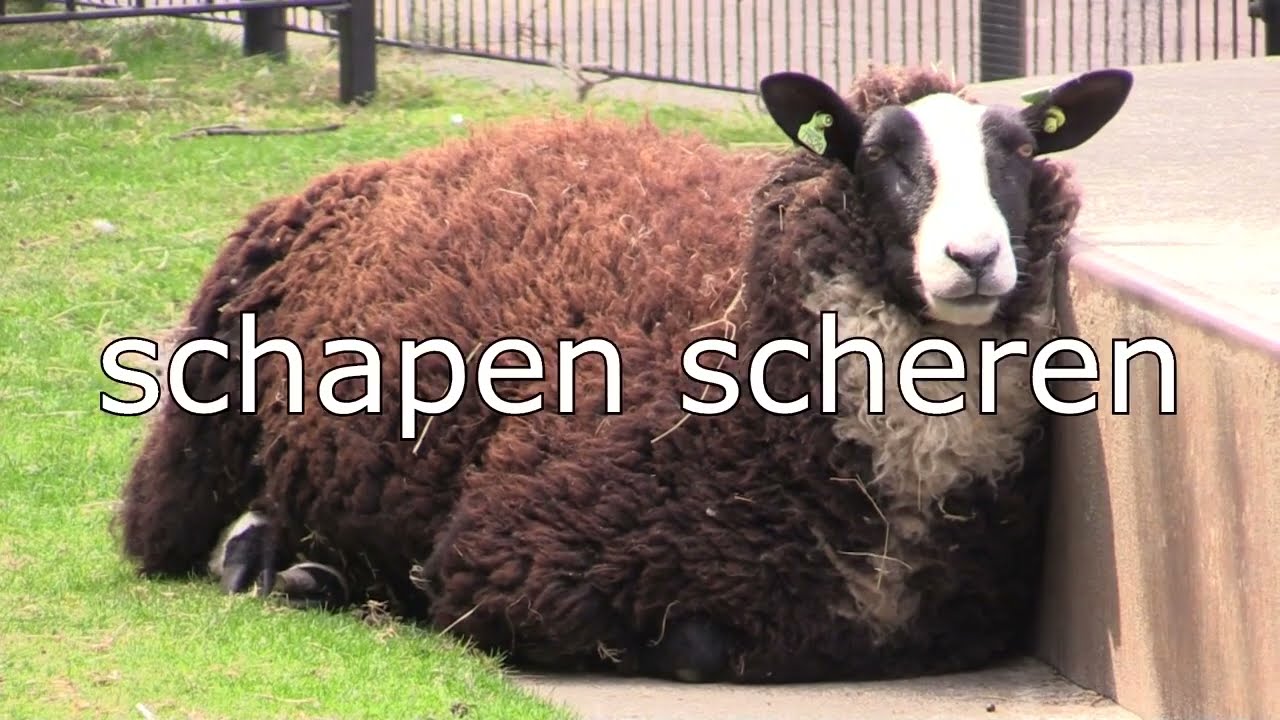 Schapen scheren bij Wijkboerderij Wachterlied - KIEM - oude versie