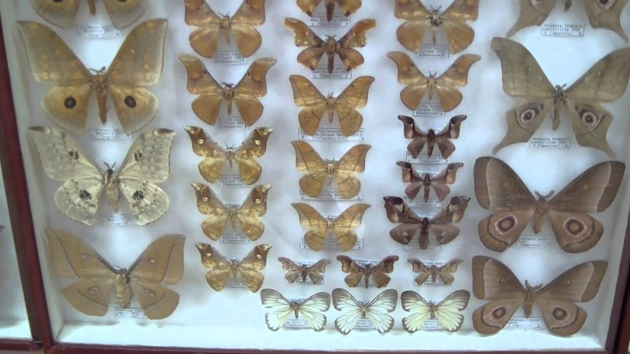 Saturniidae. Семейство Павлиноглазки или Сатурнии.