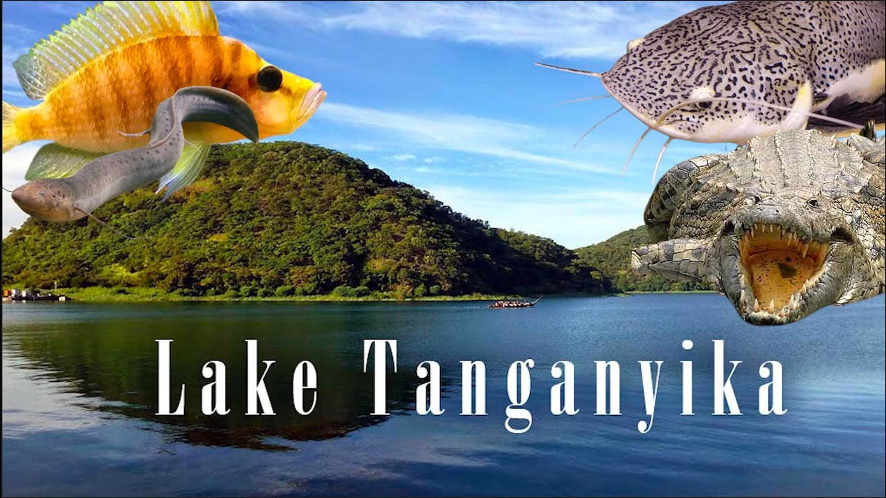 TANGANYIKA: BYiNSHI KU KIYAGA CYIHARIYE MURI AFRIKA, IBINYABUZIMA BIBARIZWAMO, UBUNINI BWAYO!