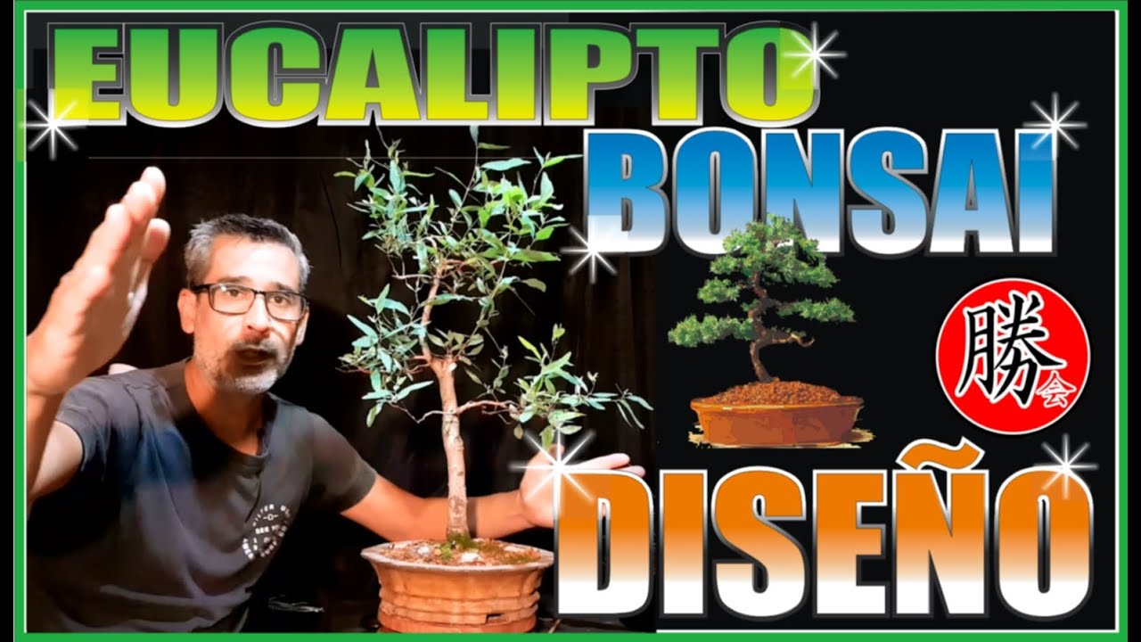 BONSAI ↪EUCALIPTO✔ DISEÑO🌳 ALAMBRADO Y PODA UN TRABAJO DE OTOÑO🍁🍁