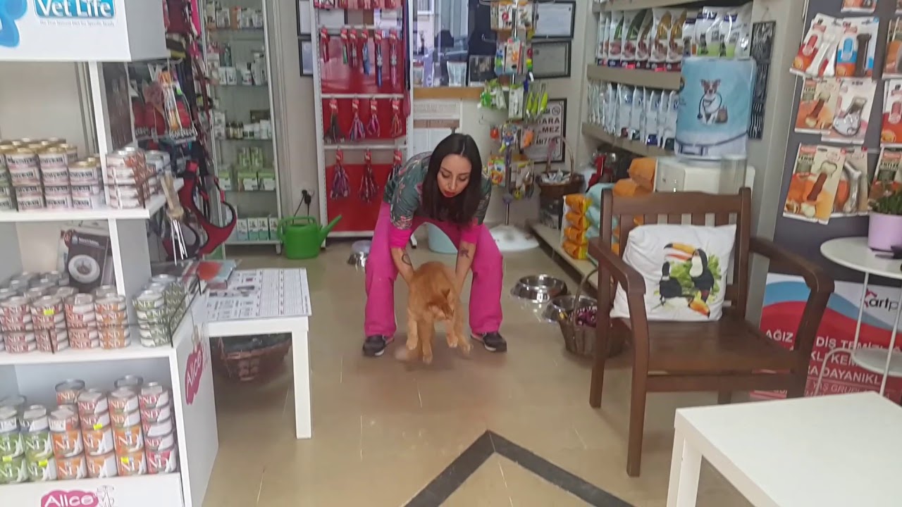 Kedilerde ve Köpeklerde Vestibular Hastalık nedir? Nasıl tedavi edilir?