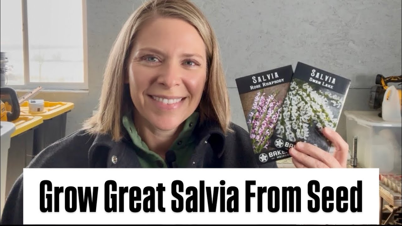 Zone 5 : Grow Great Salvia From Seed : pollinator patch : native plants : perennial plants
