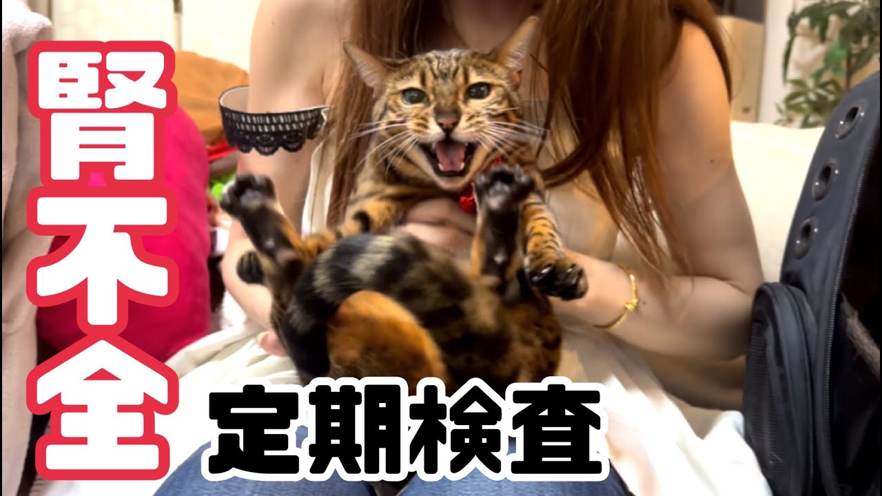 血液検査を全力拒否する女王猫【腎不全】