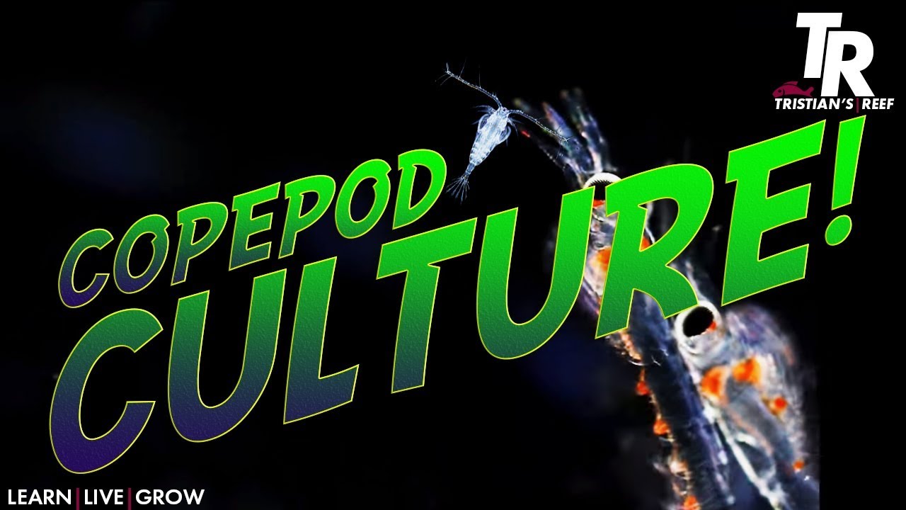 Tristian's Reef: Growing Copepods with Poseidon Reef Systems Copepod Culture