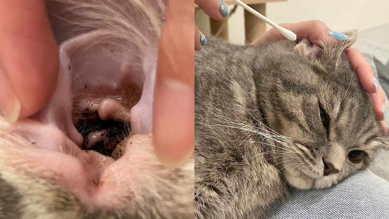 【閲覧注意】耳の汚い猫の耳掃除を半年間続けた結果… / Cat ear cleaning for half year
