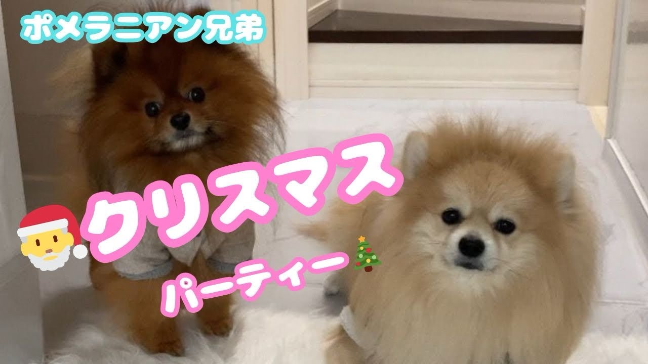 【ポメラニアン】今年のクリスマスは喜んでもらえる？