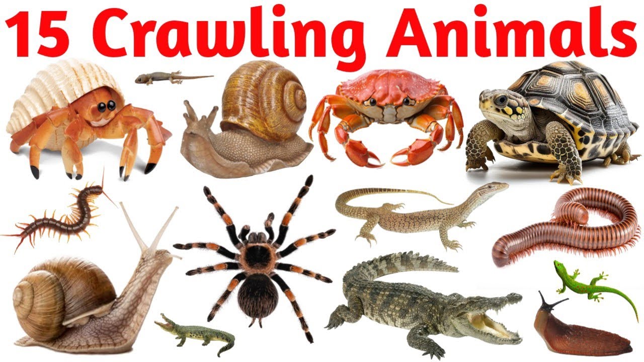 Learn Crawling Animals for Kids | Lizard, Crocodile, Spider & More | Animal Names in English & Hindi