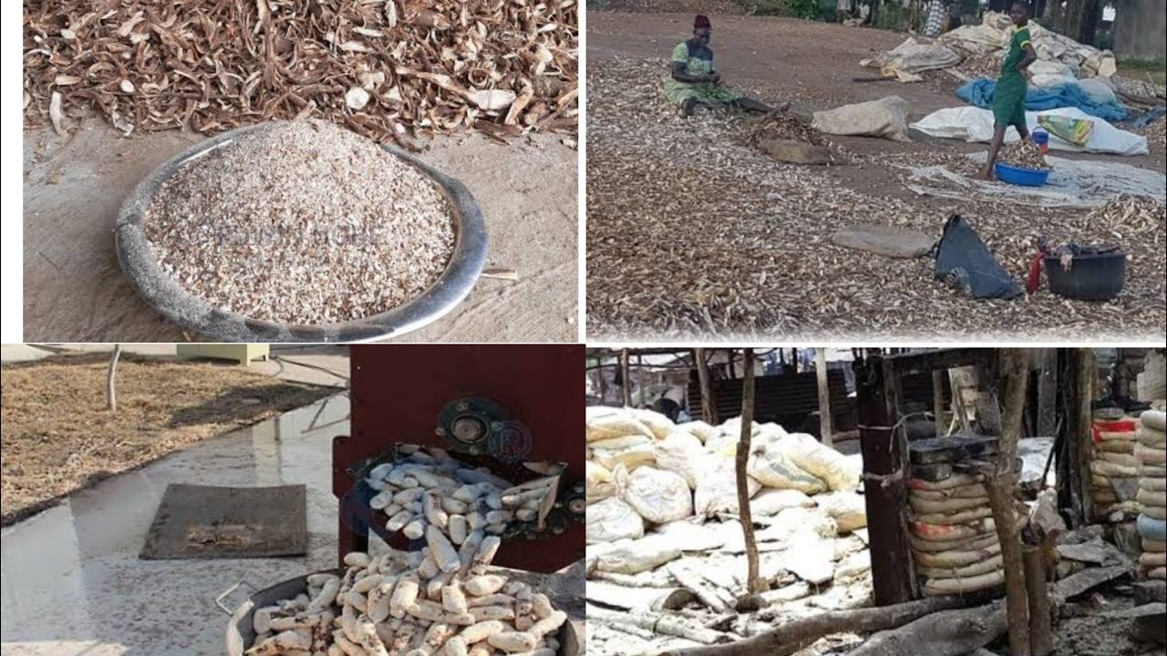BECOME A MILLIONAIRE FROM CASSAVA PEEL  (waste to wealth) #madamsabicook #cassava #business #trend