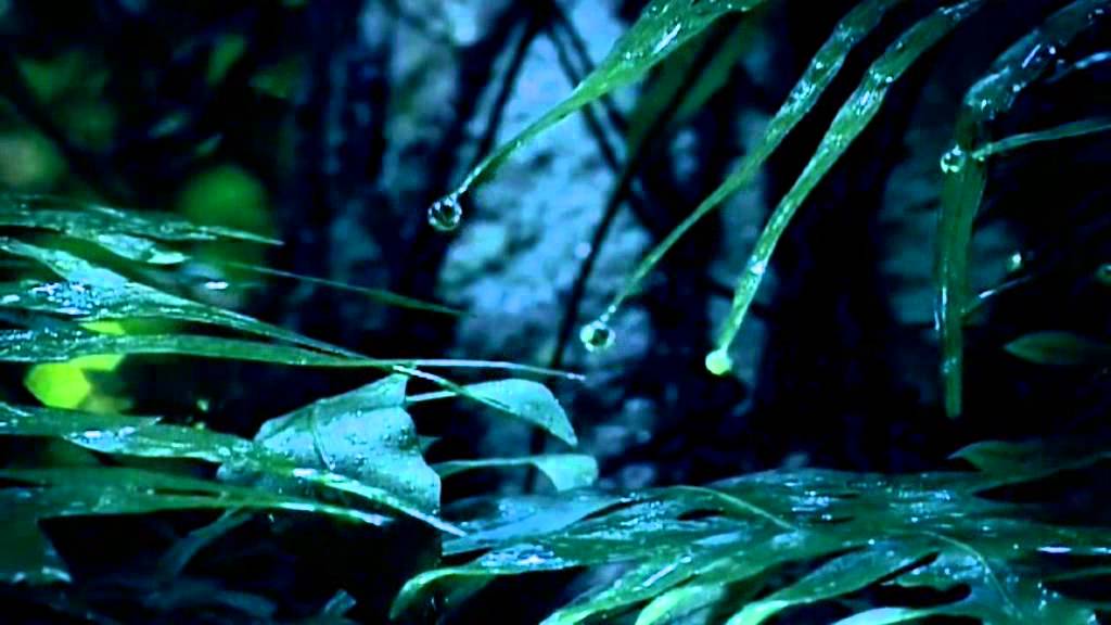 FORESTS - Medicine Power Vida Animal