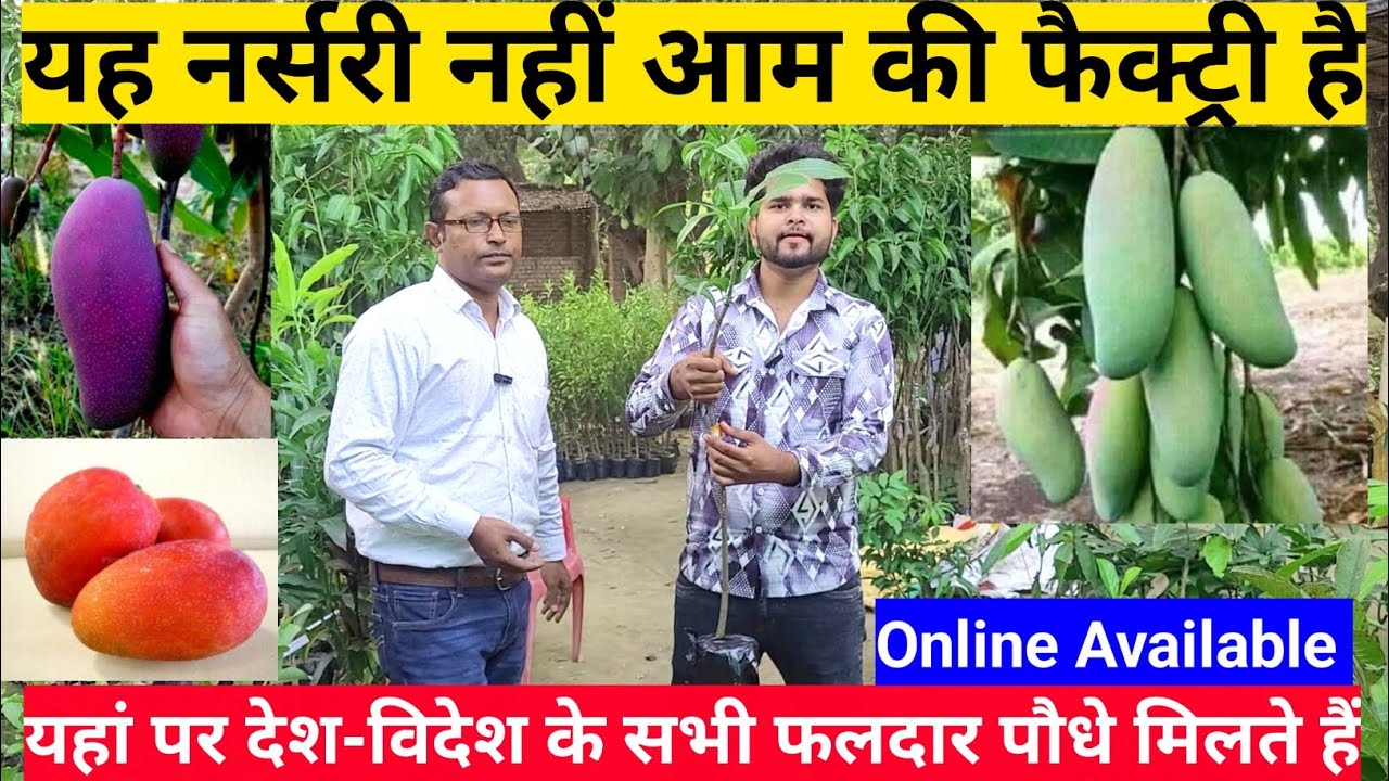 यह नर्सरी नहीं आम के पौधे बनाने की फैक्ट्री है | Nursery Visit At Malihabad | Online Plant Shopping