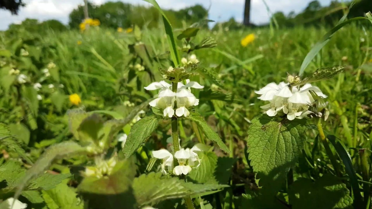 Flower 4K - Lamium album, 광대수염꽃 | Background Video