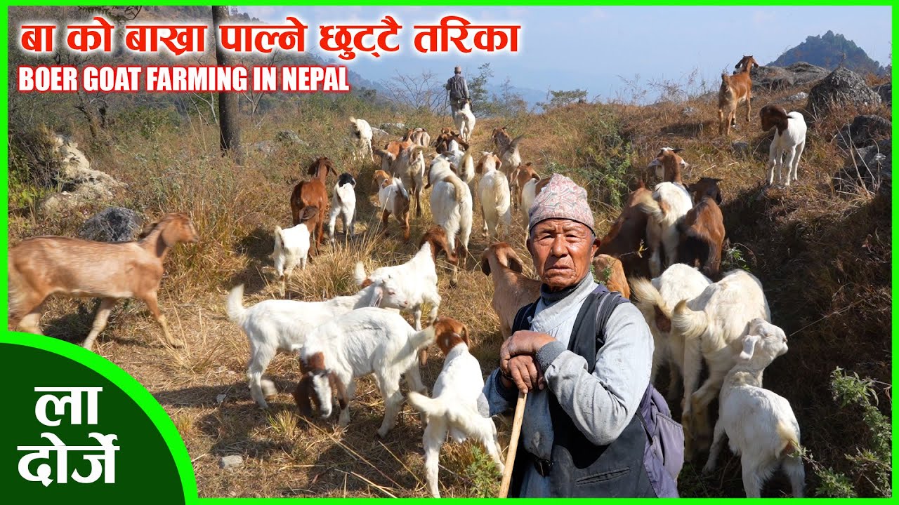 ला दोर्जे बाको बाख्रा पाल्ने तरिका नै छुट्टै छ । GOAT FARMING IN NEPAL l JARSING PAUWA.