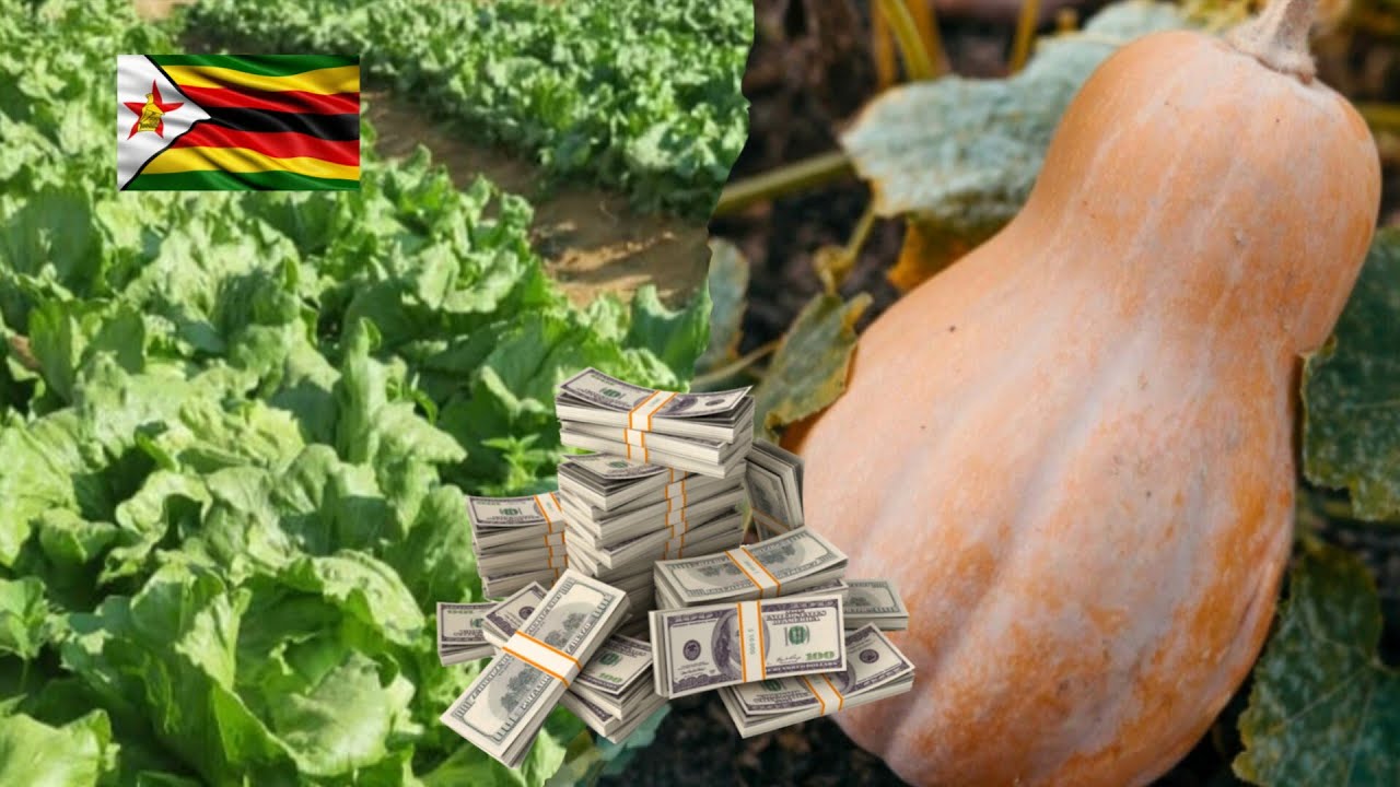 10 Crops Hotels In Zimbabwe Are Looking For Right Now 