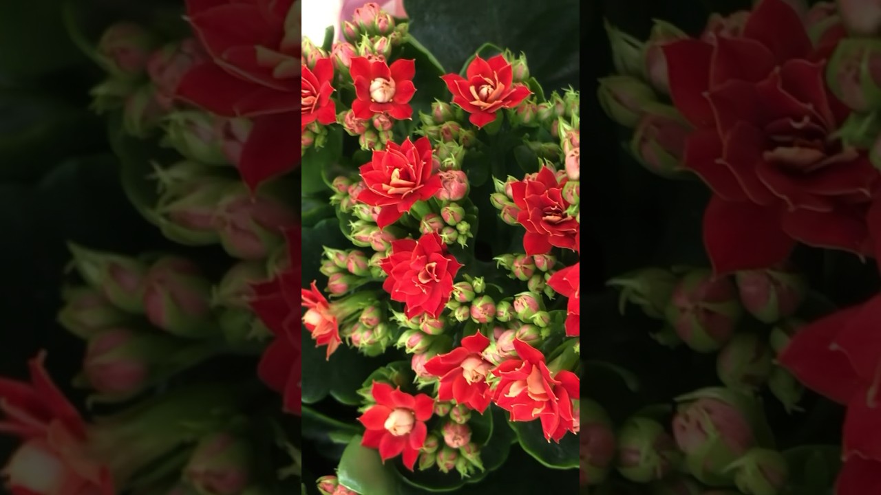 С первым днём весны!!! With the first day of spring #beautiful #flowers