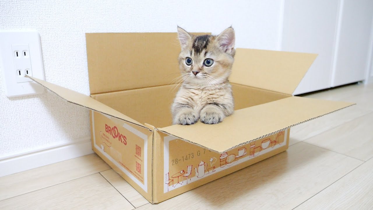 Kitten Kiki monitors her favorite place so that her parents won't take it