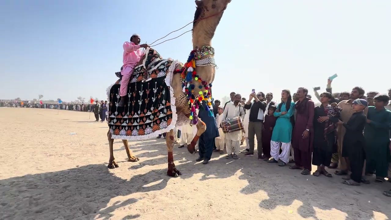 Dancer Camel Dancing In Annual Festival Of Ghulam Shah In Kharoro Village Near Nangarparkar 
