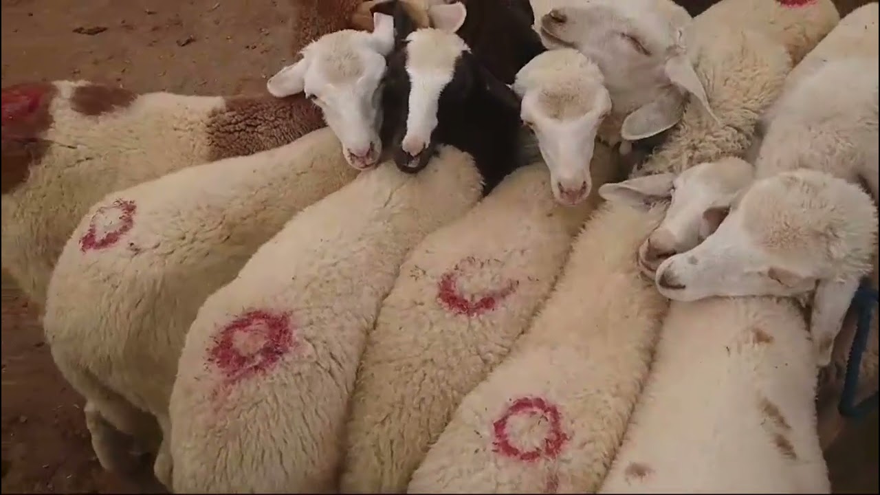 سوق الأضاحي نواحي مدينة وجدة عين بني مطهر (بركم) ليومه 6/5/2024 #maroc# oujda