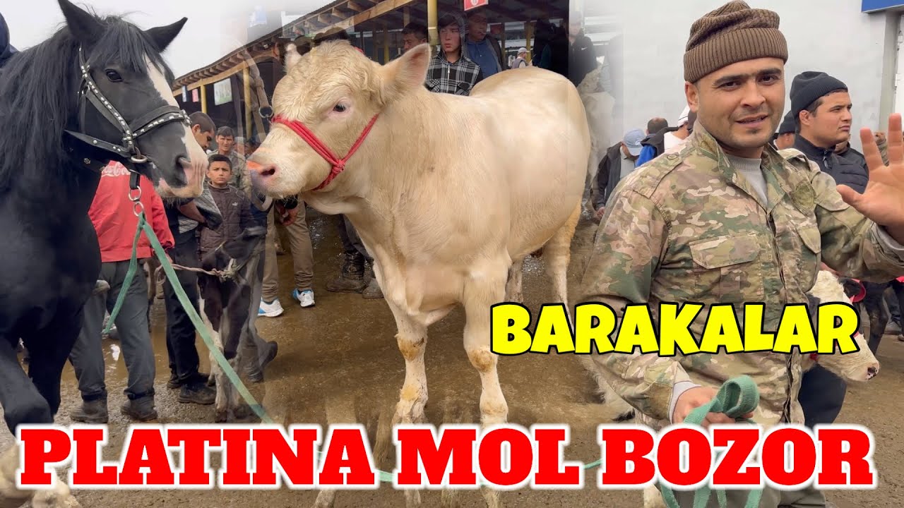 PLATINA MOL BOZOR BARAKALAR NARXLARI BILAN TANISHING BOZOR ZO'R BO'LDI. 27 октября 2024 г.