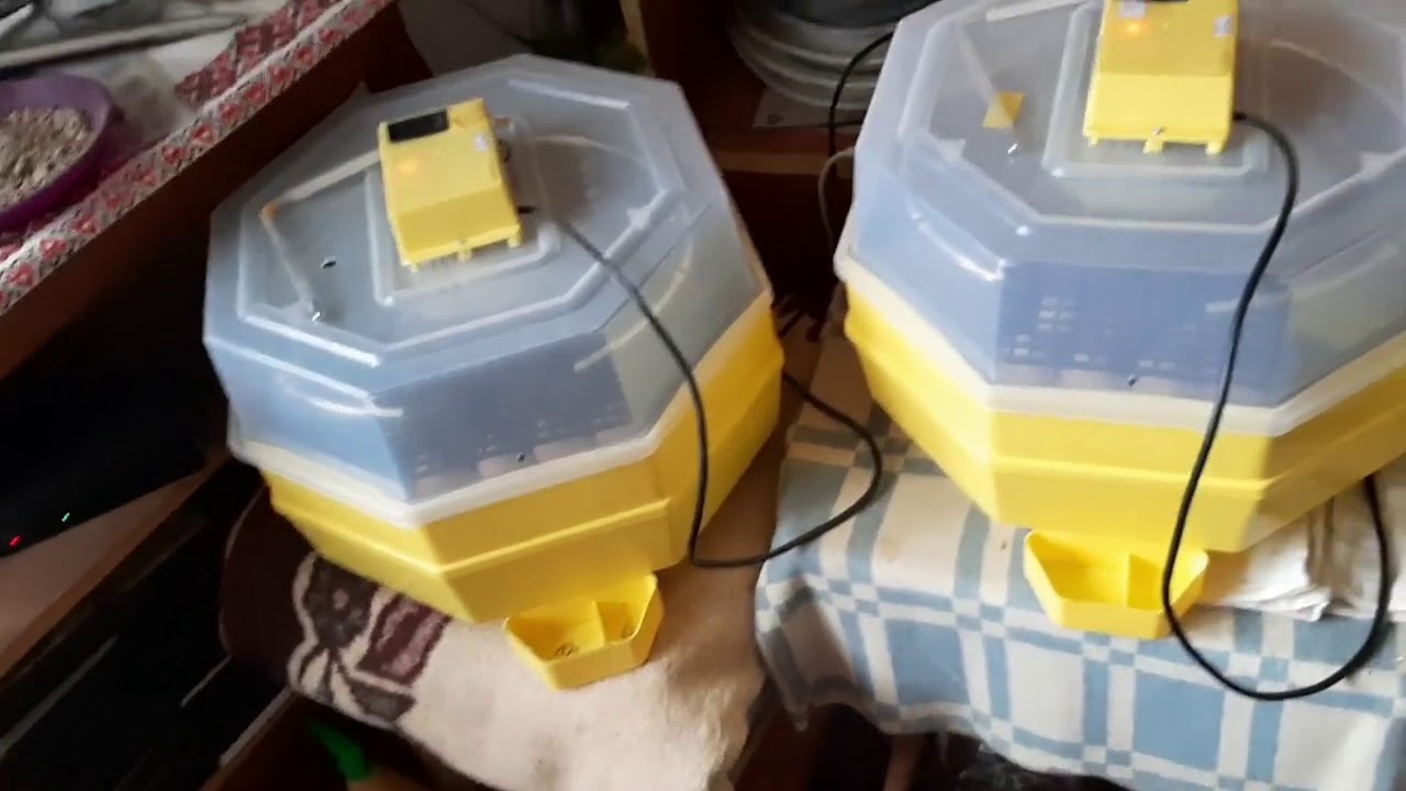 3 hasznos tanács a Cleo 5 keltetőgéphez