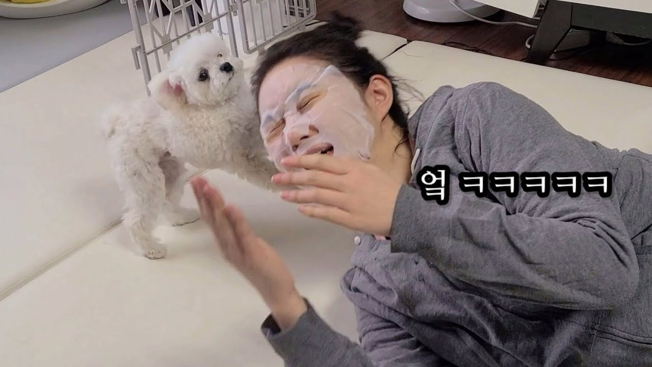 팩 붙이고 나타났더니 강아지 반응이...ㅋㅋㅋ