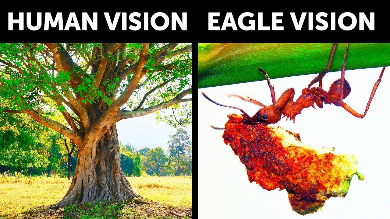 What If You Had Sharp Eagle Vision