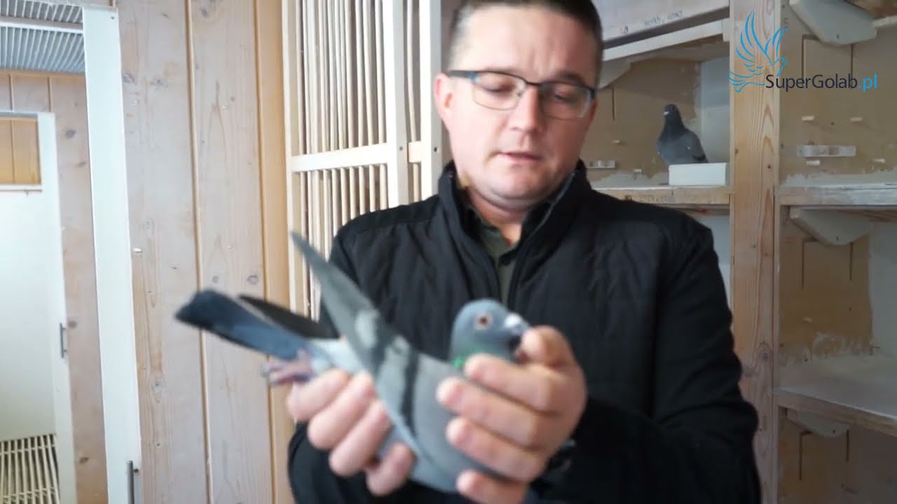 Grzegorz i Weronika Nowak   II V ce Mistrzowie Polski kat C